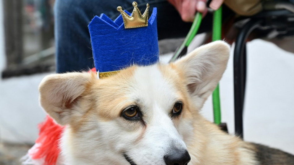 Luna und Balu sind die beliebtesten Hundenamen in Deutschland