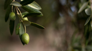 Schlechte Ernte nach Dürre: Spanien sorgt sich wegen hoher Preise für Olivenöl