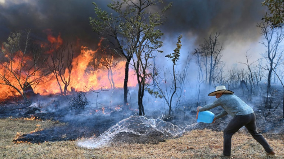 Devasta&ccedil;&atilde;o por inc&ecirc;ndios cresceu 79% em 2024 no Brasil