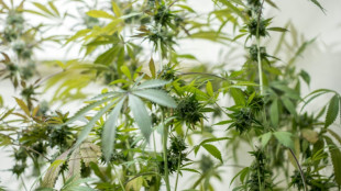 Ärztepräsident Reinhardt hofft auf Scheitern von Cannabis-Legalisierung