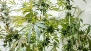 Osnabr&uuml;cker Zoll findet mehr als 1200 Cannabispflanzen in Kofferraum