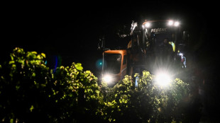 Climat: dans le Bordelais, vendanges de nuit pour garder le ros&eacute; au frais
