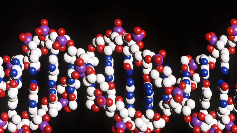 Dna e tumori, dalla fisica la chiave per capire il loro legame