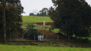 México y Chile suspenden importación de pollo brasileño por brote de gripe aviar