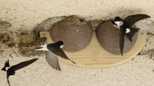 Les Fran&ccedil;ais invit&eacute;s &agrave; signaler les hirondelles et &agrave; les suivre sur BFMTV