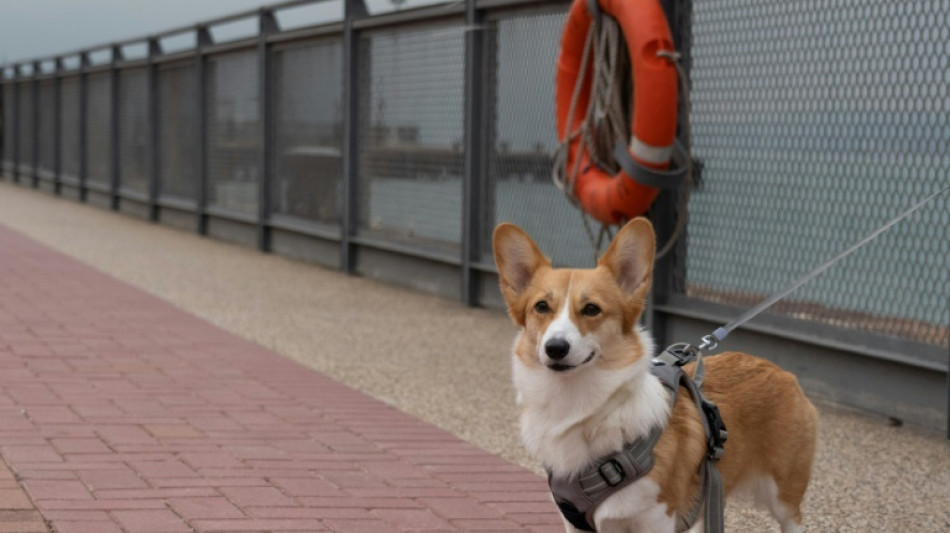 Les eurod&eacute;put&eacute;s se penchent sur le bien-&ecirc;tre des chats et des chiens