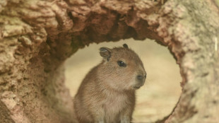 Un zool&oacute;gico de China encuentra a un capibara "fugitivo" tras dos meses de huida
