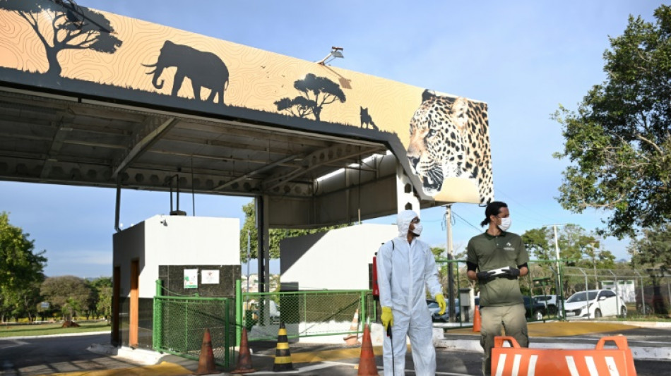 Brasilia confirma un caso de gripe aviar en un zoológico