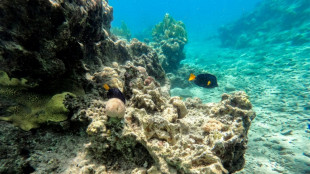 Muerte masiva de erizos pone en peligro a los corales del mar Rojo