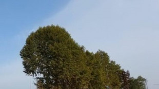 Le luci in città allungano la stagione di crescita delle piante