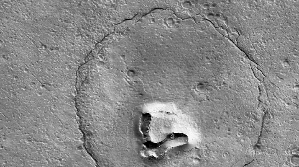 Ein Bär auf dem Mars?