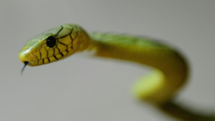 'Extremely venomous' green mamba loose in Netherlands