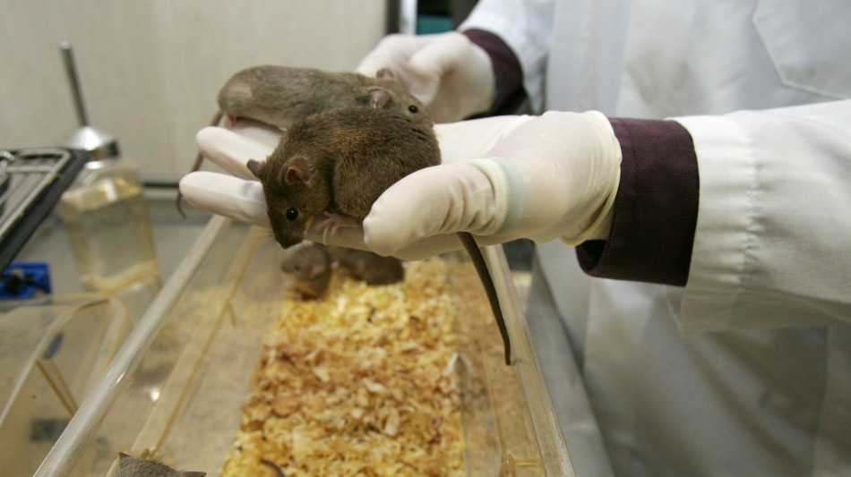 Nanoparticelle hanno fatto regredire l'Alzheimer nei topi