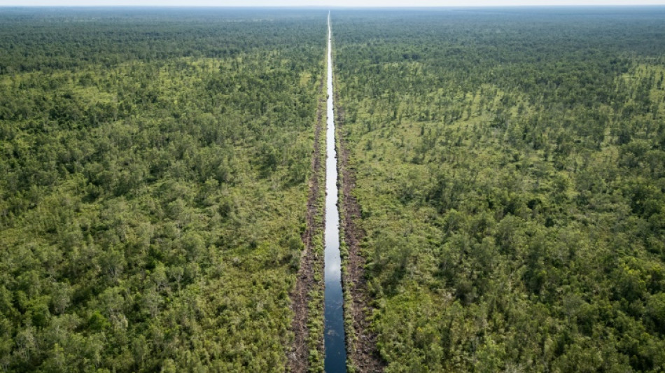 "Les poumons de la terre": le combat des Indon&eacute;siens pour sauver leurs tourbi&egrave;res
