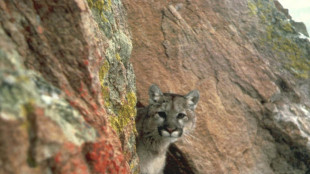 Une Am&eacute;ricaine de 9 ans survit &agrave; une tr&egrave;s rare attaque de puma