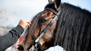 Zwei Pferde bei Zusammenstoß mit Regionalzug in Nordrhein-Westfalen getötet