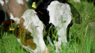 Molkereien erwarten noch einmal deutlich steigende Preise f&uuml;r Milchprodukte