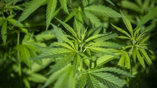 Illegale Cannabisplantage in Wohnhaus in nieders&auml;chsischem Sch&ouml;ppenstedt entdeckt