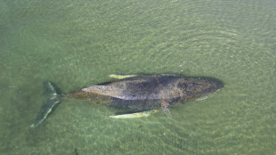 Prognose f&uuml;r Wal vor Wismar laut Experte "deutlich verschlechtert"