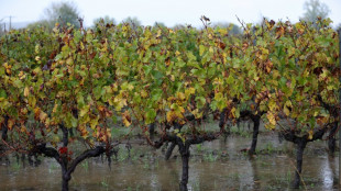 Weltweite Weinproduktion sinkt auf niedrigsten Stand seit 1961