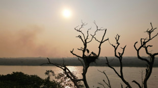 Una pareja de cig&uuml;e&ntilde;as a salvo de las llamas en el Pantanal brasile&ntilde;o