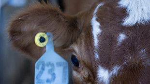 Studie: Nutztiere leiden auf Bio-Höfen genauso wie in konventionellen Betrieben 