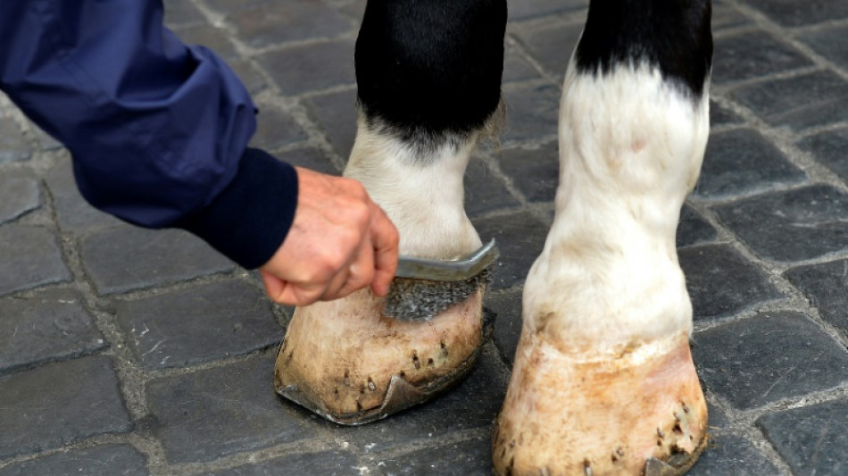 Gericht: Pferdebesitzer muss Tierarztrechnung auch bei Unzufriedenheit begleichen
