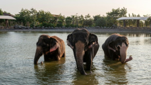Inde: assailli de critiques, le parc animalier g&eacute;ant de Vantara promet de se r&eacute;inventer
