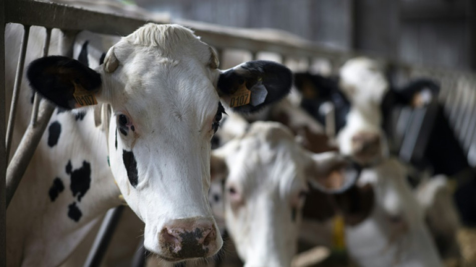 Dutzende Rinder bei Brand auf Bauernhof in Bayern verendet