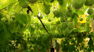 En Albanie, les fruits exotiques pour tenter de s'adapter au r&eacute;chauffement climatique