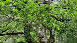 Le foreste non potranno tenere il passo con la crisi climatica