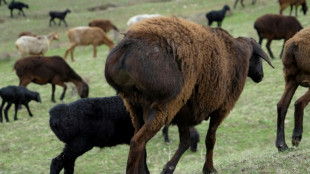 The giant sheep helping Tajikistan weather climate change