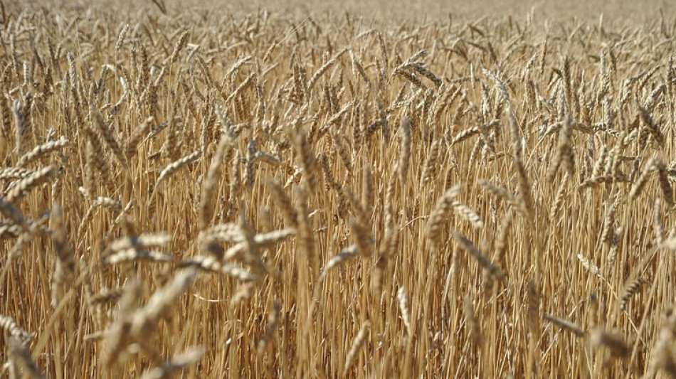 Moskau stellt Getreidelieferungen im Gegenzug für Ende von Sanktionen in Aussicht