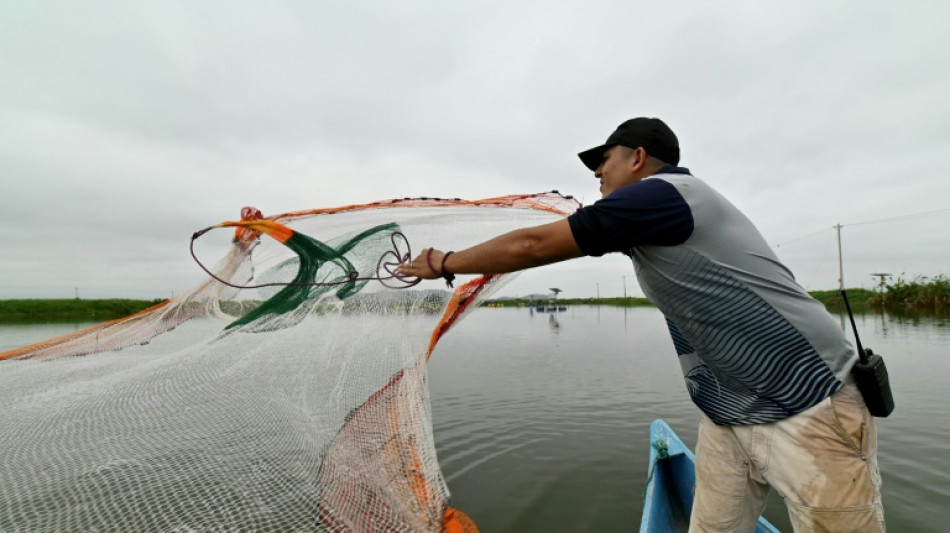 Camar&oacute;n, el producto estrella de Ecuador acechado por el crimen