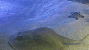 La raya "virgen" que espera crías y es sensación en acuario de EEUU