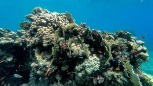 Red Sea corals threatened by mystery sea urchin deaths