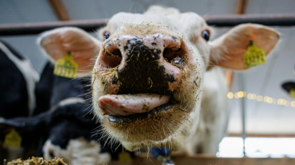 Bauernverbände: Inflation bei Tierwohlabgabe berücksichtigen