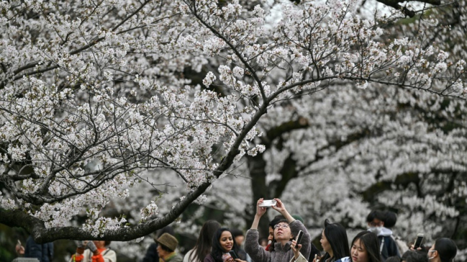 Tourists and locals enjoy 'ephemeral' Tokyo cherry blossoms