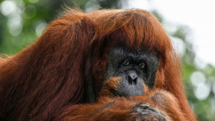 Malasia modifica su "diplomacia del orangut&aacute;n" para vender aceite de palma