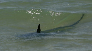 Zwei Frauen in &Auml;gypten beim Schwimmen im Roten Meer von Hai get&ouml;tet