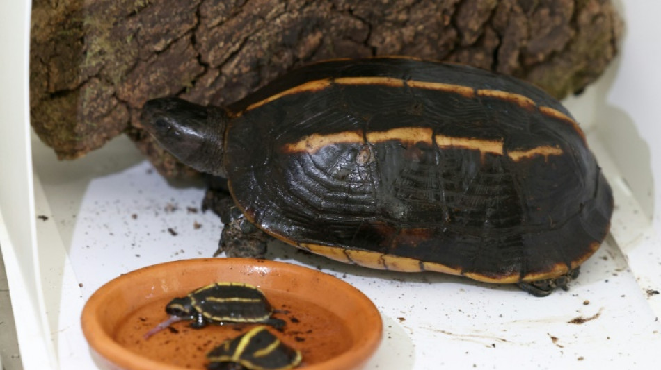 Nacen en Francia dos tortugas en peligro de extinci&oacute;n