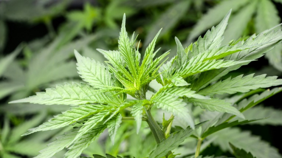 Bericht: Bundestagsjuristen halten Cannabis-Legalisierung f&uuml;r unvereinbar mit EU-Recht