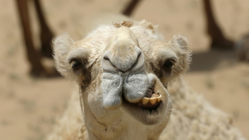 Drei Kamele b&uuml;xen in Baden-W&uuml;rttemberg aus Zirkus aus und spazieren durch Stra&szlig;en