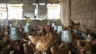 Unbekannte t&ouml;ten und stehlen in Hessen mehr als 50 H&uuml;hner