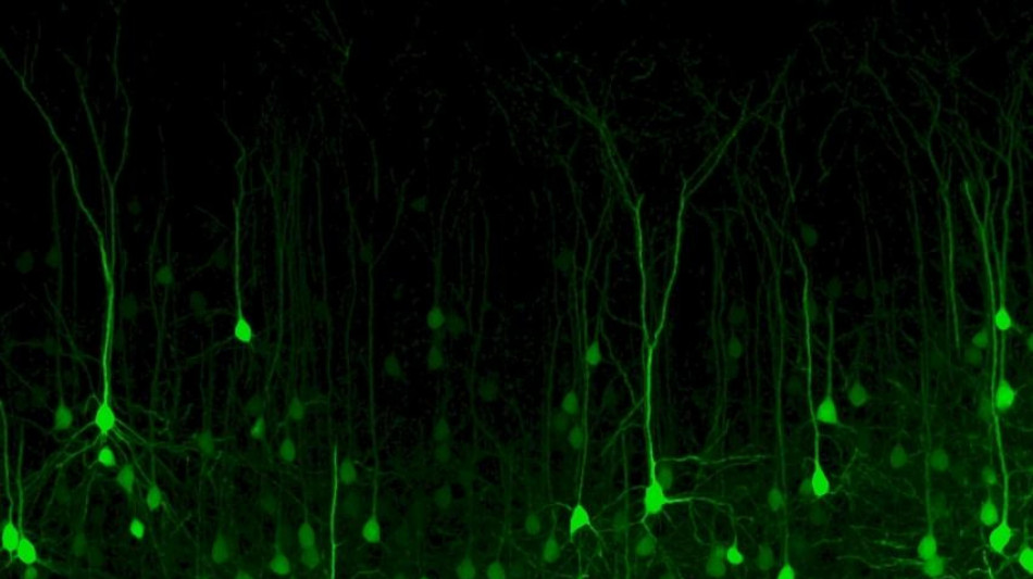 Sla, scoperto il meccanismo che compromette l'equilibrio dei neuroni motori