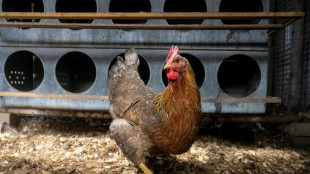 Foodwatch: Verbot zum Kükentöten bringt zu wenig Tierschutz