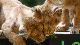 Kölner Zoo verteidigt umstrittene Einschläferung von Löwenjungen