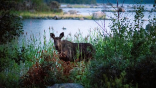 Elch nimmt vor Usedom Bad in Ostsee und sorgt f&uuml;r Aufsehen