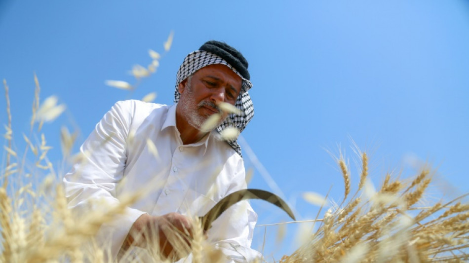 La sequía y la guerra de Ucrania amenazan el trigo en Irak 