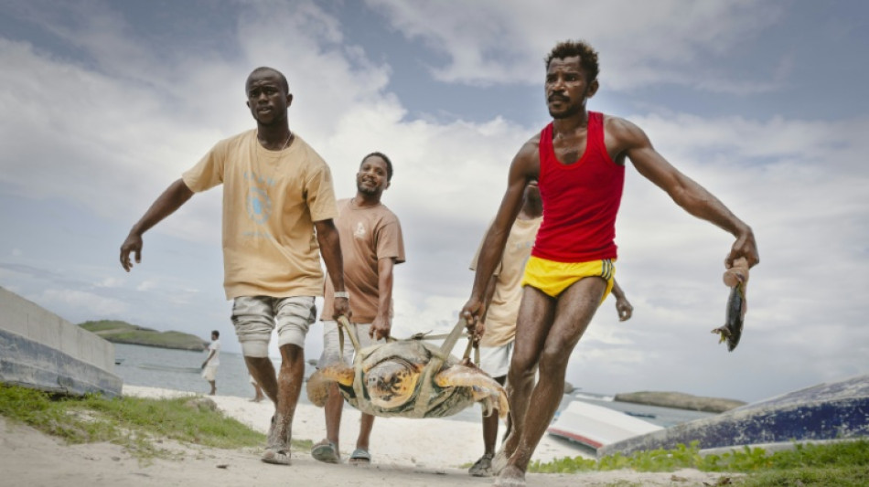 Sur la côte kényane, la petite ONG qui sauve les tortues par milliers